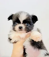 Bambi Doll ( show quality ), a female Chihuahua for sale in Santa Rosa Beach, FL – 4 of 6