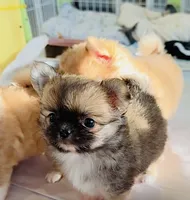 Eva's Eden Arctic Prince( top show ), a male Chihuahua for sale in Santa Rosa Beach, FL – 4 of 10