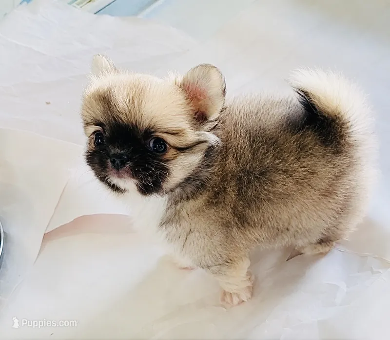 Eva's Eden Arctic Prince( top show ) – Chihuahua puppy for sale in Santa Rosa Beach, FL