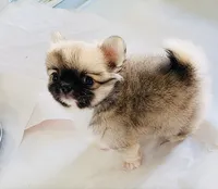 Eva's Eden Arctic Prince( top show ), a male Chihuahua for sale in Santa Rosa Beach, FL – 1 of 10