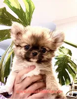 Eva's Eden Arctic Prince( tiny,top show ) , a male Chihuahua for sale in Santa Rosa Beach, FL – 3 of 10