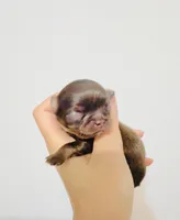 Chocolate Angel, a female Chihuahua for sale in Santa Rosa Beach, FL – 2 of 6