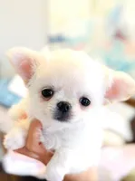White Angel , a female Chihuahua for sale in Santa Rosa Beach, FL – 7 of 9