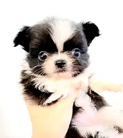 Bambi Doll ( show quality ), a female Chihuahua for sale in Santa Rosa Beach, FL – 2 of 6