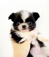 Bambi Doll ( show quality ), a female Chihuahua for sale in Santa Rosa Beach, FL – 6 of 6
