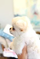 White Angel , a female Chihuahua for sale in Santa Rosa Beach, FL – 2 of 9