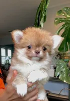 Perfection ( top show quality ), a female Chihuahua for sale in Santa Rosa Beach, FL – 2 of 7
