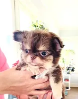 Lavender Rose ( show quality ), a female Chihuahua for sale in Santa Rosa Beach, FL – Photo 5 of 10