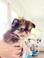 Lavender Rose ( show quality ), a female Chihuahua for sale in Santa Rosa Beach, FL – Photo 7 of 10