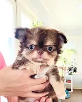 Lavender Rose ( show quality ), a female Chihuahua for sale in Santa Rosa Beach, FL – Photo 9 of 10