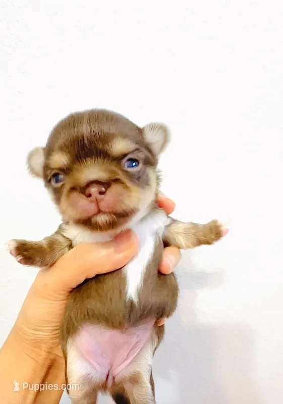 Lavender Rose – Chihuahua puppy on hold in Santa Rosa Beach, FL