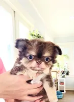 Lavender Rose ( show quality ), a female Chihuahua for sale in Santa Rosa Beach, FL – Photo 10 of 10