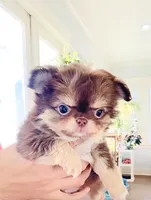 Lavender Rose ( show quality ), a female Chihuahua for sale in Santa Rosa Beach, FL – Photo 3 of 10