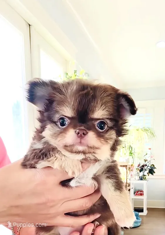 Lavender Rose ( show quality ) – Chihuahua puppy on hold in Santa Rosa Beach, FL