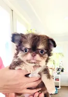 Lavender Rose ( show quality ), a female Chihuahua for sale in Santa Rosa Beach, FL – Photo 1 of 10