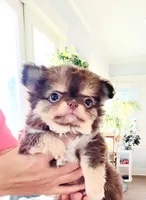 Lavender Rose ( show quality ), a female Chihuahua for sale in Santa Rosa Beach, FL – Photo 6 of 10