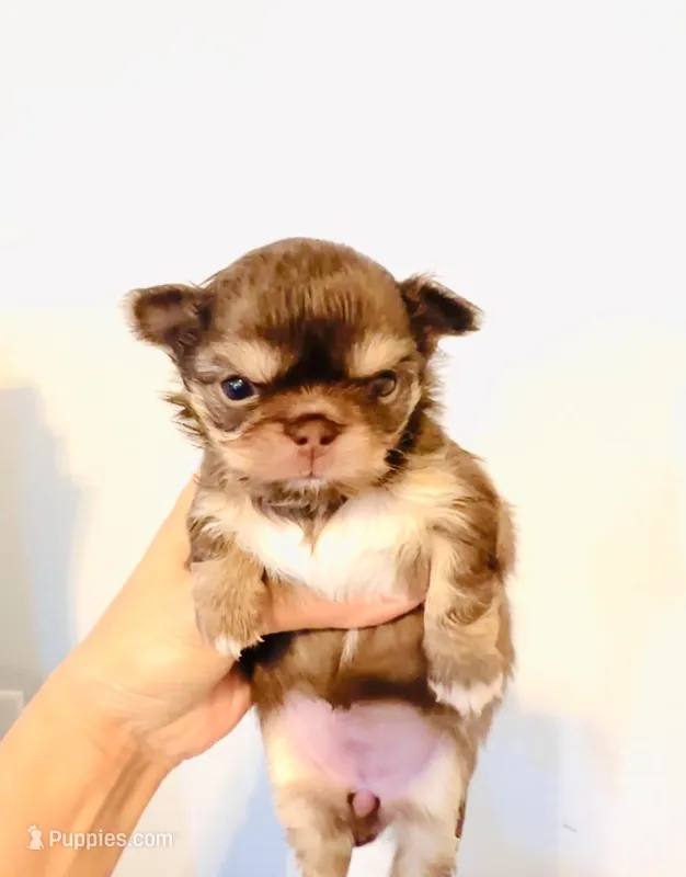 Lavender Rose – Chihuahua puppy on hold in Santa Rosa Beach, FL