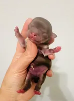 Lavender Rose, a female Chihuahua for sale in Santa Rosa Beach, FL – Photo 1 of 2