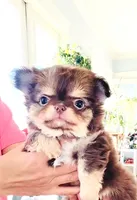 Lavender Rose ( show quality ), a female Chihuahua for sale in Santa Rosa Beach, FL – Photo 2 of 10