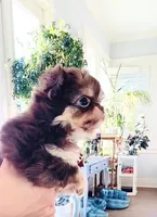 Lavender Rose ( show quality ), a female Chihuahua for sale in Santa Rosa Beach, FL – Photo 8 of 10