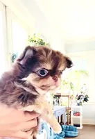 Lavender Rose ( show quality ), a female Chihuahua for sale in Santa Rosa Beach, FL – Photo 4 of 10