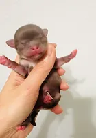 Lavender Rose, a female Chihuahua for sale in Santa Rosa Beach, FL – Photo 2 of 2