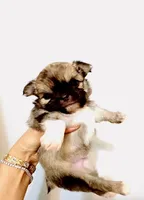 One In Million, a male Chihuahua for sale in Santa Rosa Beach, FL – Photo 9 of 9