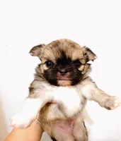 One In Million, a male Chihuahua for sale in Santa Rosa Beach, FL – Photo 2 of 9