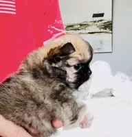 Eva's Eden Arctic Prince( top show ), a male Chihuahua for sale in Santa Rosa Beach, FL – 7 of 10