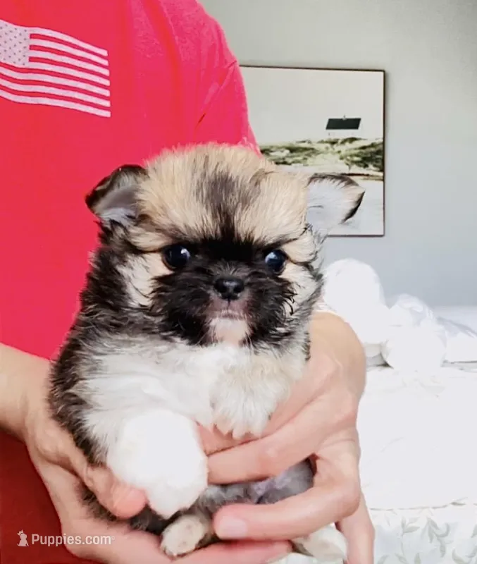One In Million – Chihuahua puppy for sale in Santa Rosa Beach, FL