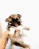 One In Million, a male Chihuahua for sale in Santa Rosa Beach, FL – Photo 5 of 9