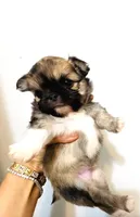 One In Million, a male Chihuahua for sale in Santa Rosa Beach, FL – Photo 1 of 9