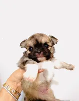 One In Million, a male Chihuahua for sale in Santa Rosa Beach, FL – Photo 6 of 9