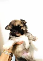 One In Million, a male Chihuahua for sale in Santa Rosa Beach, FL – Photo 8 of 9