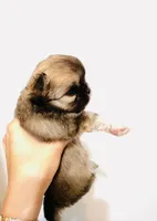 One In Million, a male Chihuahua for sale in Santa Rosa Beach, FL – Photo 3 of 9