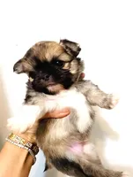 One In Million, a male Chihuahua for sale in Santa Rosa Beach, FL – Photo 7 of 9