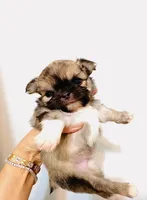 One In Million, a male Chihuahua for sale in Santa Rosa Beach, FL – Photo 4 of 9