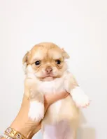 Mini Doll, a female Chihuahua for sale in Santa Rosa Beach, FL – Photo 7 of 7