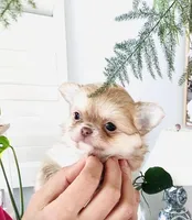 Mini Doll, a female Chihuahua for sale in Santa Rosa Beach, FL – 8 of 10