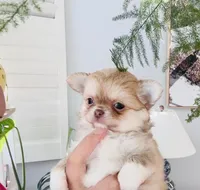 Mini Doll, a female Chihuahua for sale in Santa Rosa Beach, FL – 7 of 10