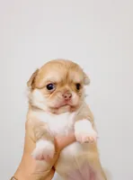 Mini Doll, a female Chihuahua for sale in Santa Rosa Beach, FL – Photo 5 of 7