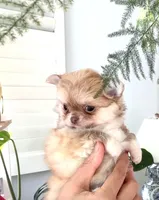 Mini Doll, a female Chihuahua for sale in Santa Rosa Beach, FL – 6 of 10