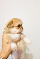 Mini Doll, a female Chihuahua for sale in Santa Rosa Beach, FL – Photo 3 of 7