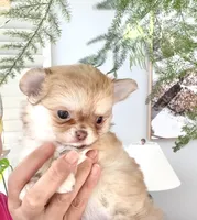 Mini Doll, a female Chihuahua for sale in Santa Rosa Beach, FL – 9 of 10