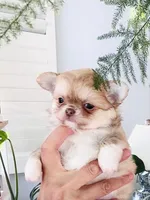 Mini Doll, a female Chihuahua for sale in Santa Rosa Beach, FL – 2 of 10