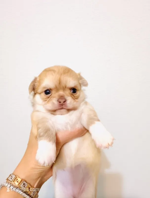Mini Doll – Chihuahua puppy for sale in Santa Rosa Beach, FL