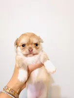 Mini Doll, a female Chihuahua for sale in Santa Rosa Beach, FL – Photo 1 of 7