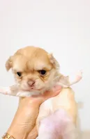 Mini Doll, a female Chihuahua for sale in Santa Rosa Beach, FL – Photo 4 of 7