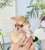 Mini Doll, a female Chihuahua for sale in Santa Rosa Beach, FL – 3 of 10