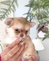 Mini Doll, a female Chihuahua for sale in Santa Rosa Beach, FL – 4 of 10